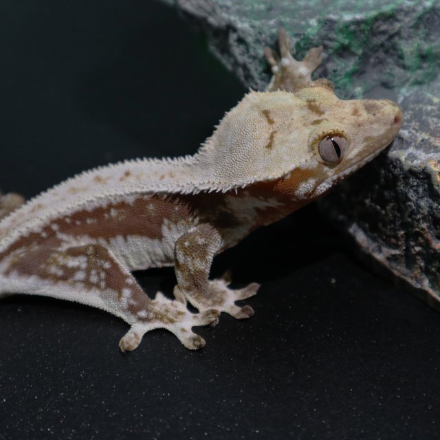 레드 릴리화이트