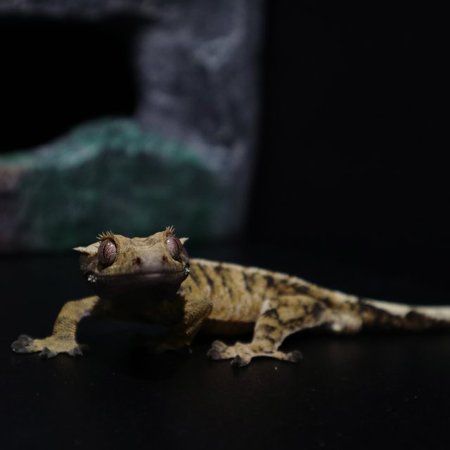 트라이 화이트스팟 화이트핀 타이거