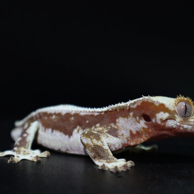 레드 릴리화이트