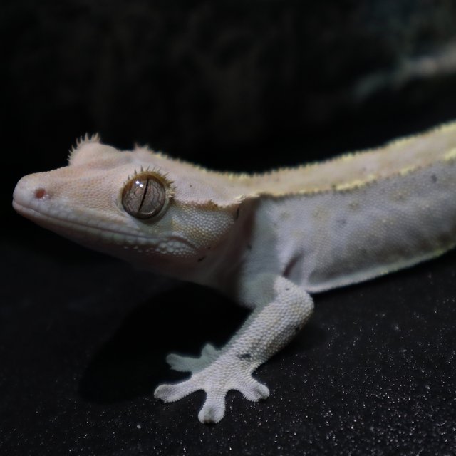 하이포 카푸치노