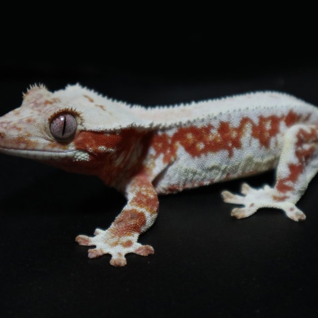 레드 릴리화이트