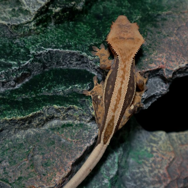 노멀 슈퍼스트라이프 풀핀