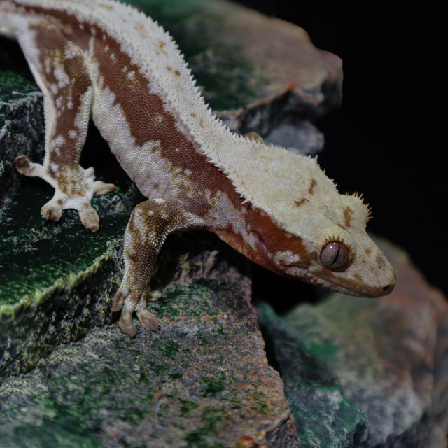 레드 릴리화이트