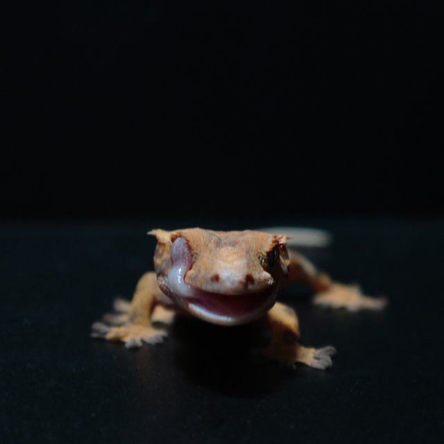 노멀 슈퍼스트라이프 풀핀