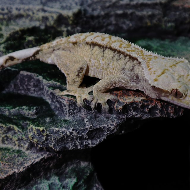 노멀 트라이 화이트핀 화이트크라운 화이트스팟 화이트