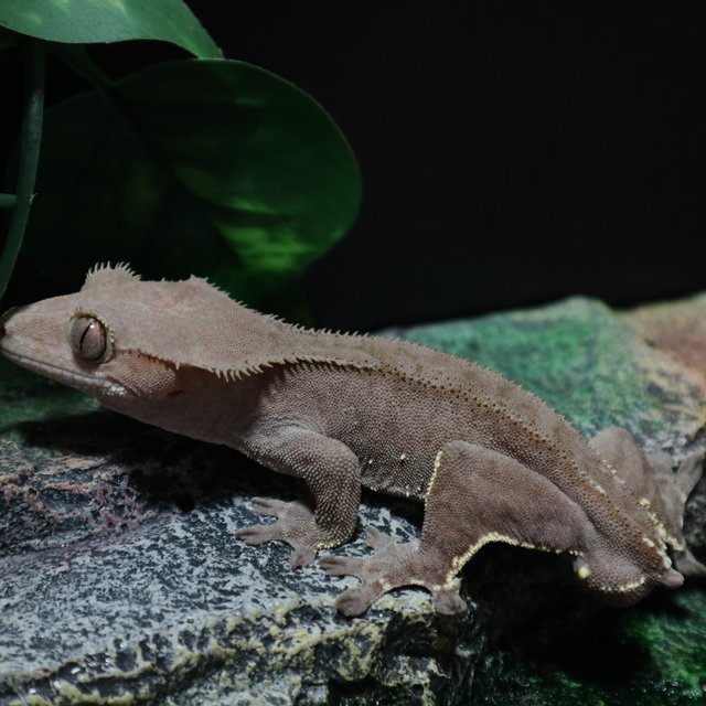 벅스킨 챠콜 다크