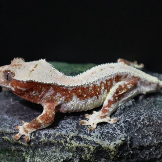 레드 릴리화이트