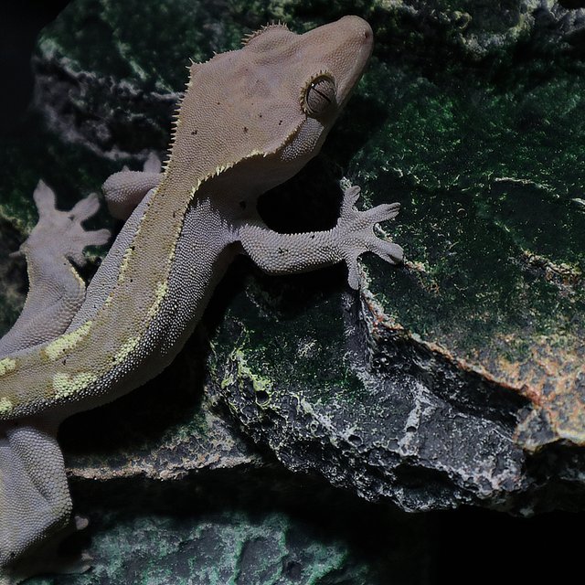 하이포 카푸치노