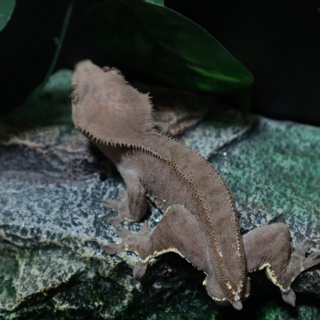 벅스킨 챠콜 다크