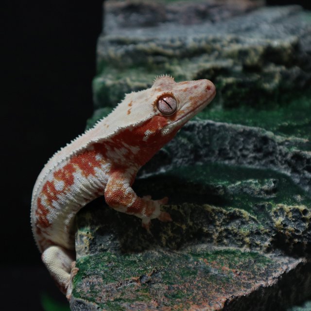 레드 릴리화이트