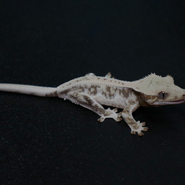 릴리화이트 화이트스팟