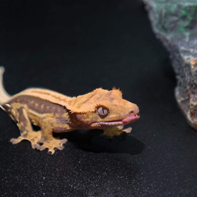 노멀 슈퍼스트라이프 풀핀