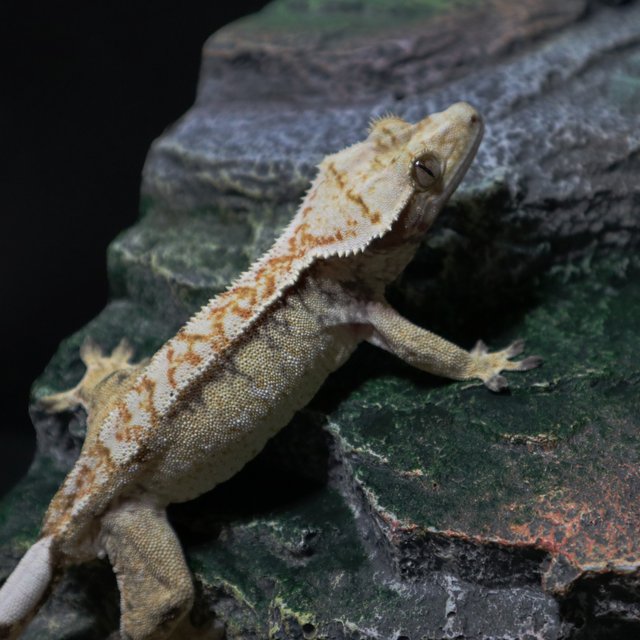 노멀 트라이 화이트핀 화이트크라운 화이트스팟 화이트