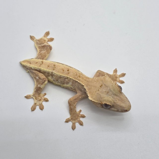 크림시클 릴리화이트