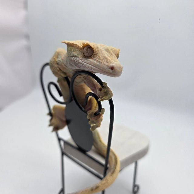 풀핀 핀스트라이프