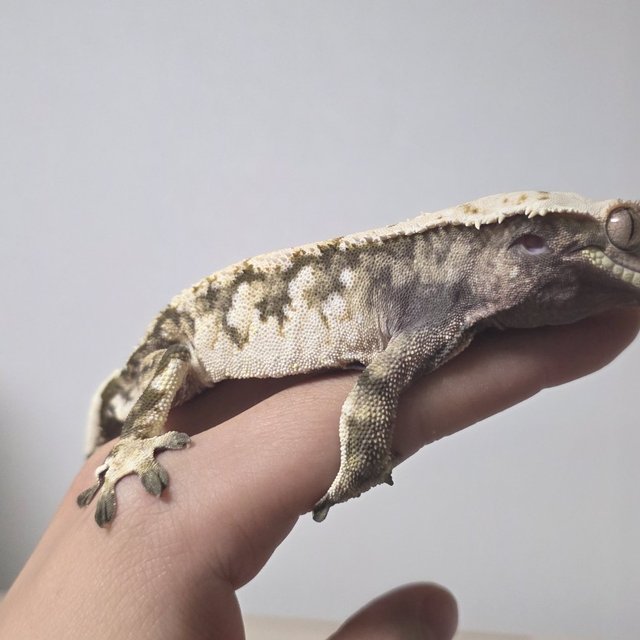 할리퀸 화이트스팟