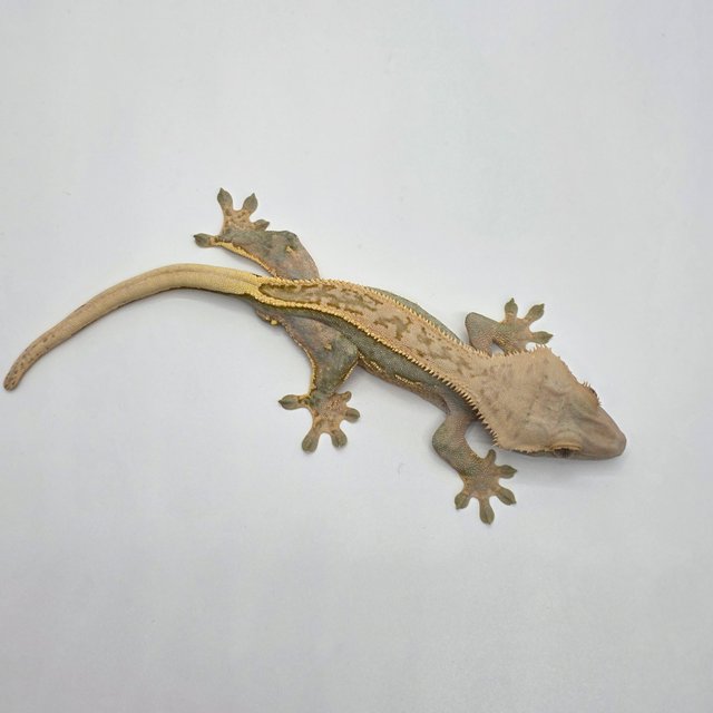 풀핀 핀스트라이프