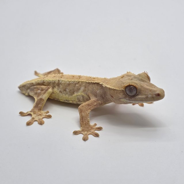 크림시클 릴리화이트