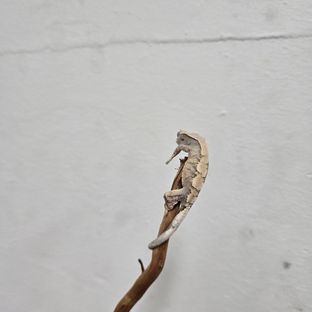 세이블
