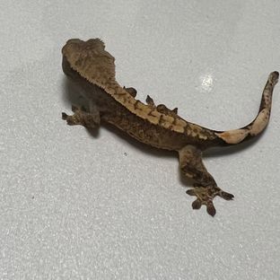 노멀 할리퀸