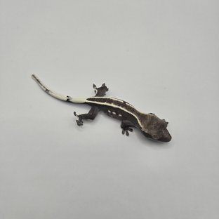 아잔틱 트라이