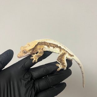 릴리100%헷아잔틱