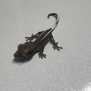 아잔틱