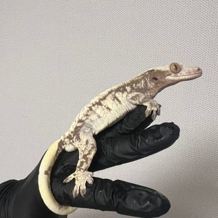 노멀 화이트 트라이