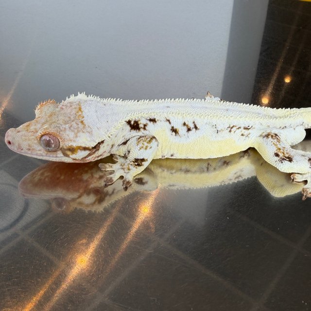 릴리화이트 익스트림할리퀸