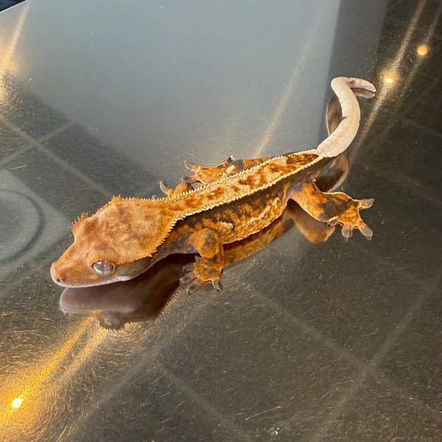 노멀 트라이 쿼드