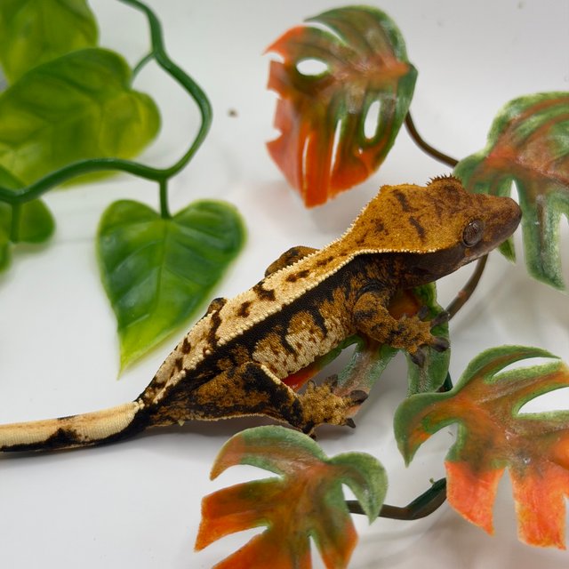 노멀 트라이 익스트림할리퀸 텐저린