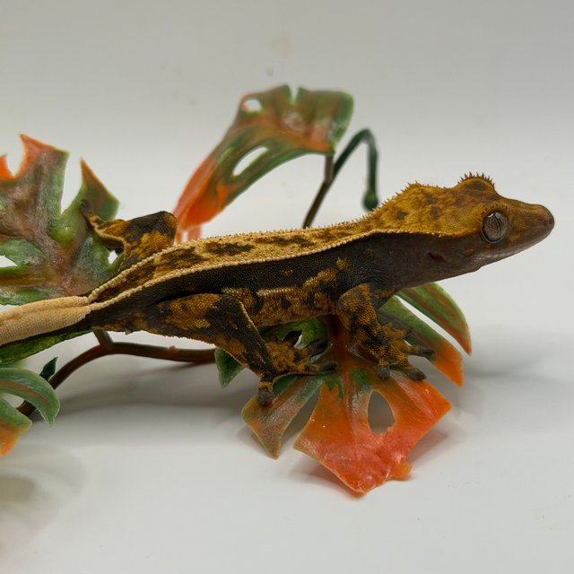 노멀 쿼드 트라이 텐저린