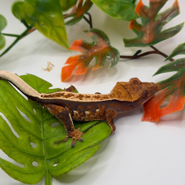 노멀 풀핀 쿼드 텐저린