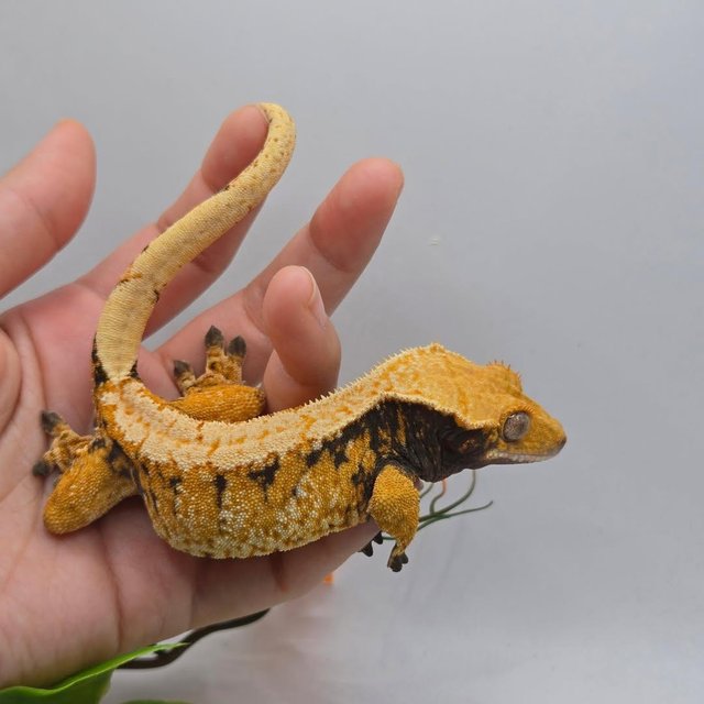 노멀 트라이 익스트림할리퀸