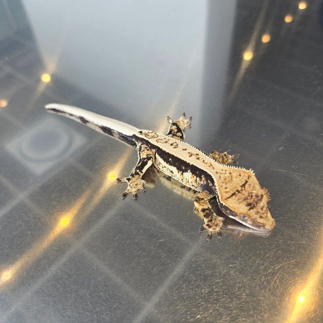 100%헷아잔틱 쿼드 트라이