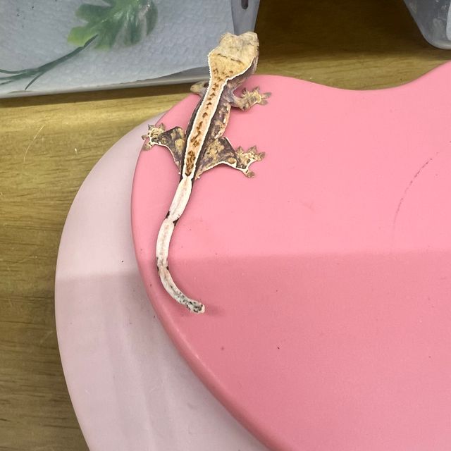 노멀 쿼드 풀핀