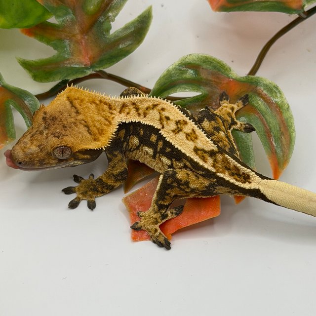 노멀 쿼드 풀핀