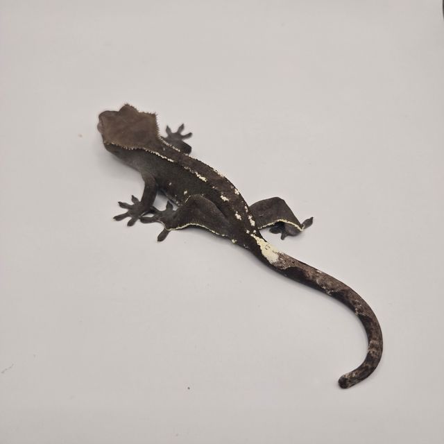 아잔틱