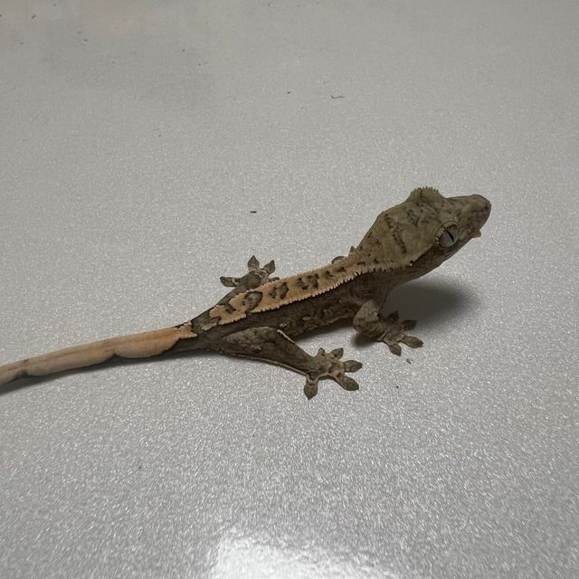 노멀 쿼드