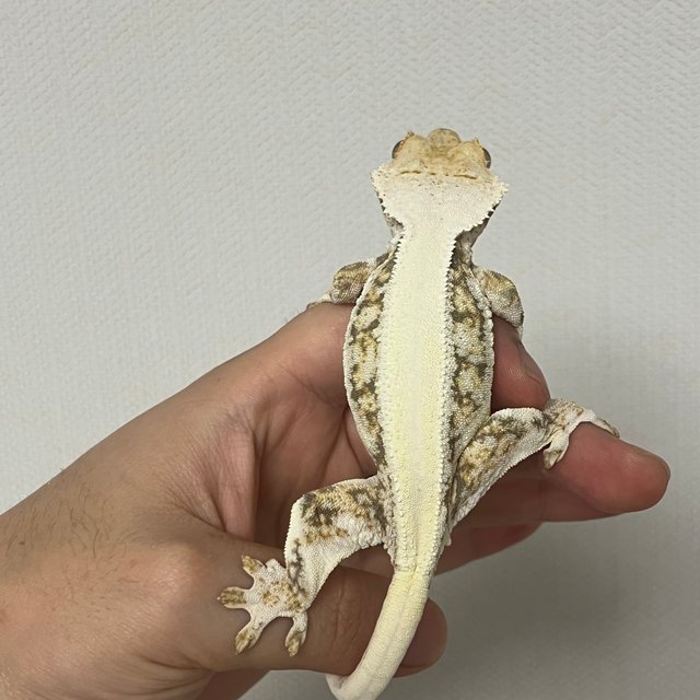 릴리화이트 솔리드백