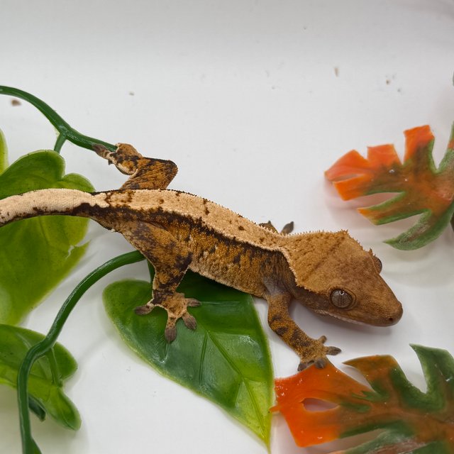 노멀 익스트림할리퀸 트라이 텐저린