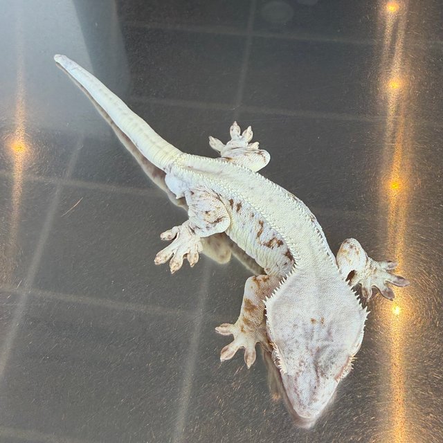 릴리화이트 익스트림할리퀸