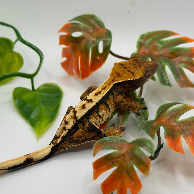 노멀 트라이 익스트림할리퀸 텐저린