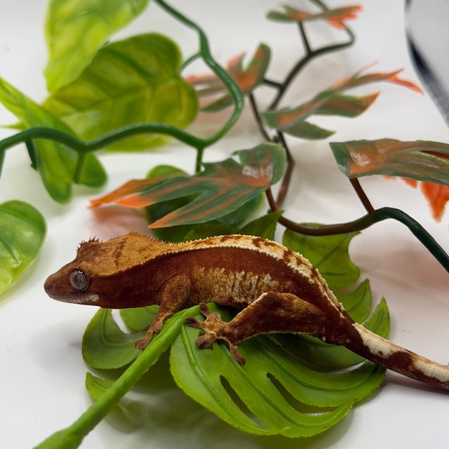 노멀 쿼드 레드