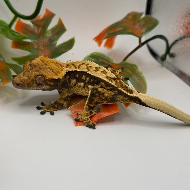 노멀 쿼드 풀핀