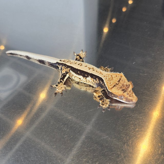 100%헷아잔틱 쿼드 트라이