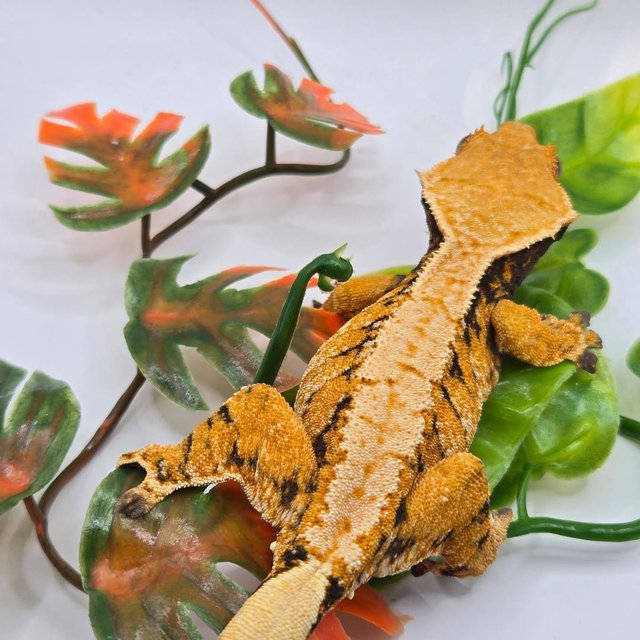 노멀 트라이 익스트림할리퀸