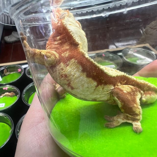 노멀 레드
