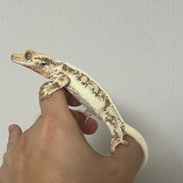 릴리화이트 솔리드백