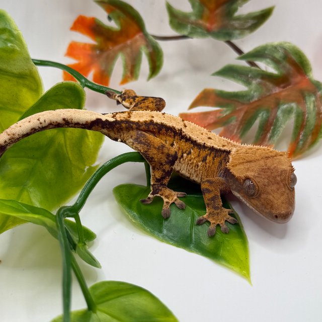 노멀 익스트림할리퀸 트라이 텐저린